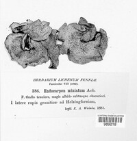 Endocarpon miniatum image